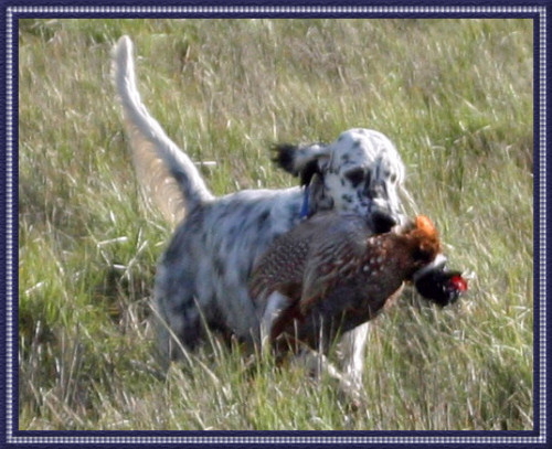 Jackson Retrieving A Pheasant