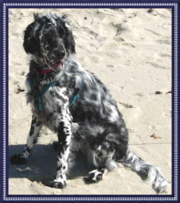 Bella at the Beach