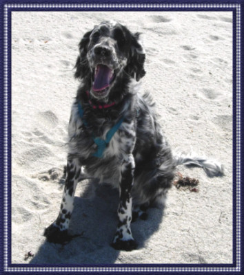 Bella at the Beach