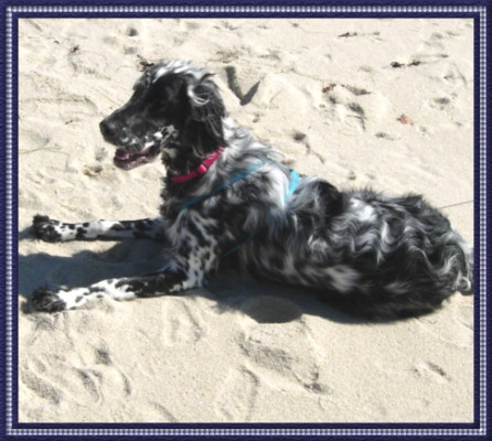 Bella at the Beach